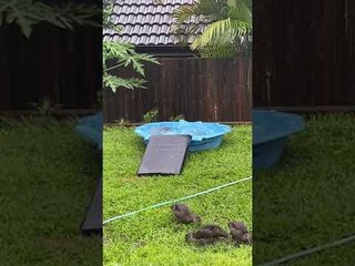 Orphaned Ducks Enjoying Underwater Zoomies