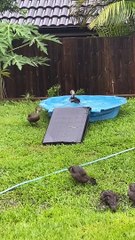 Orphaned Ducks Enjoying Underwater Zoomies