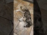 Kitten Gets Comfortable in Doggy's Thick Fur