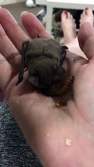 Microbat Munches on a Mealworm