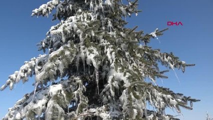 ERZURUM'DA AĞAÇLAR, TRAFİK IŞIKLARI VE SOKAK LAMBALARI BUZ TUTTU