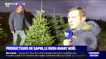 Comment sont cultivés nos sapins de Noël ?