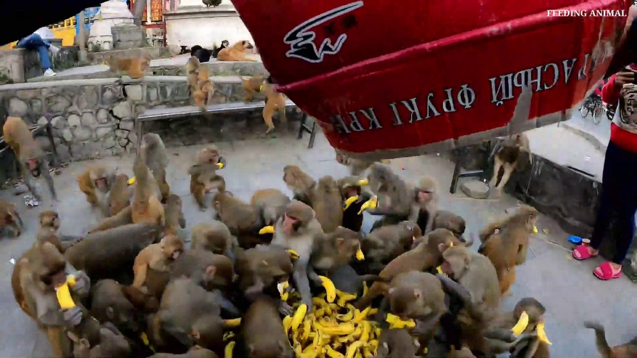 Group of monkey ate 240 pieces of banana in 1 minute __ feeding hungry monkey ___Full-HD
