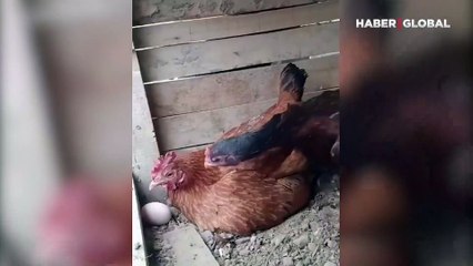 Özensiz kuluçkaya yatan tavuğu başka bir tavuk böyle uyardı