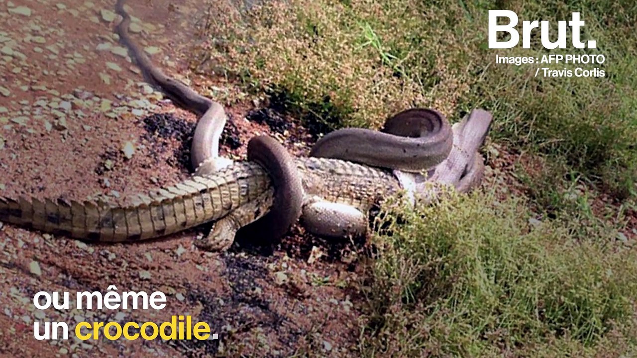 Comment les serpents avalent leurs proies