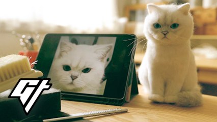Remembering Your Dead Cat with a Lifelike Felt Replica
