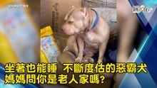 坐著也能睡 不斷度估的惡霸犬 媽媽問你是老人家嗎?