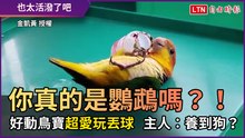 你真的是鸚鵡嗎？！ 好動鳥寶超愛玩丟球 主人：養到狗？