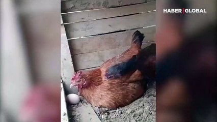 Yumurtasını dışarıda bırakan kuluçkadaki tavuğu, başka bir tavuk böyle uyardı