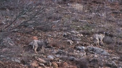 AÇ KALAN KURTLAR KARLI ZİRVELERDEN İNDİ