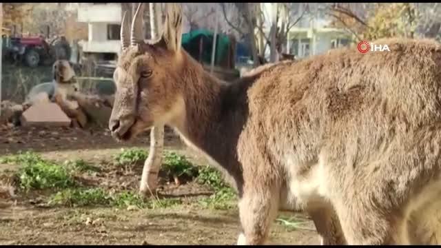 Yaralı halde bulunan koruma altındaki yaban keçisi tedavi altına alındı