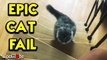 'Maine Coon cat tumbles down stairs *EPIC CAT FAIL* '