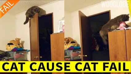 'Mischievous cat pranks its buddy and gets him in trouble *Try Not to Laugh*'