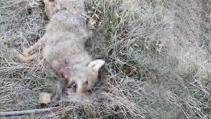 Aç kalınca şehir merkezine inen kurt, köpeklere yakalanınca acı son kaçınılmaz oldu