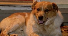 États-Unis : un chien porté disparu sauve une famille d'un incendie avant de retrouver ses maîtres