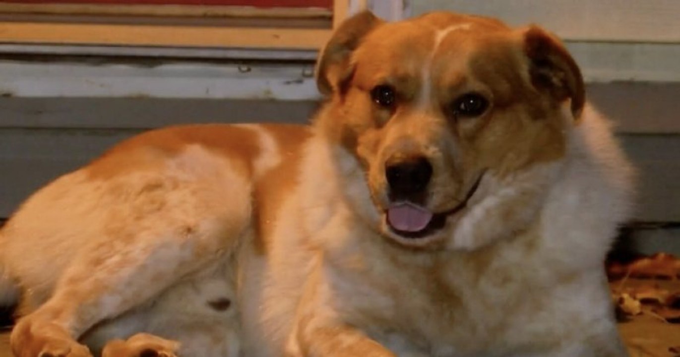 États-Unis : un chien porté disparu sauve une famille d'un incendie avant de retrouver ses maîtres