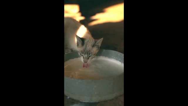 Cat Dinner Time | Funny Cats | Cute Cats | AR Studio