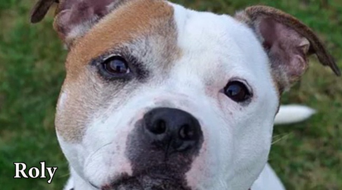 Good Life Dog Rescue. Roly