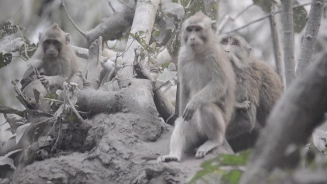 Dampak Erupsi, Puluhan Kera Penghuni Semeru Turun Gunung
