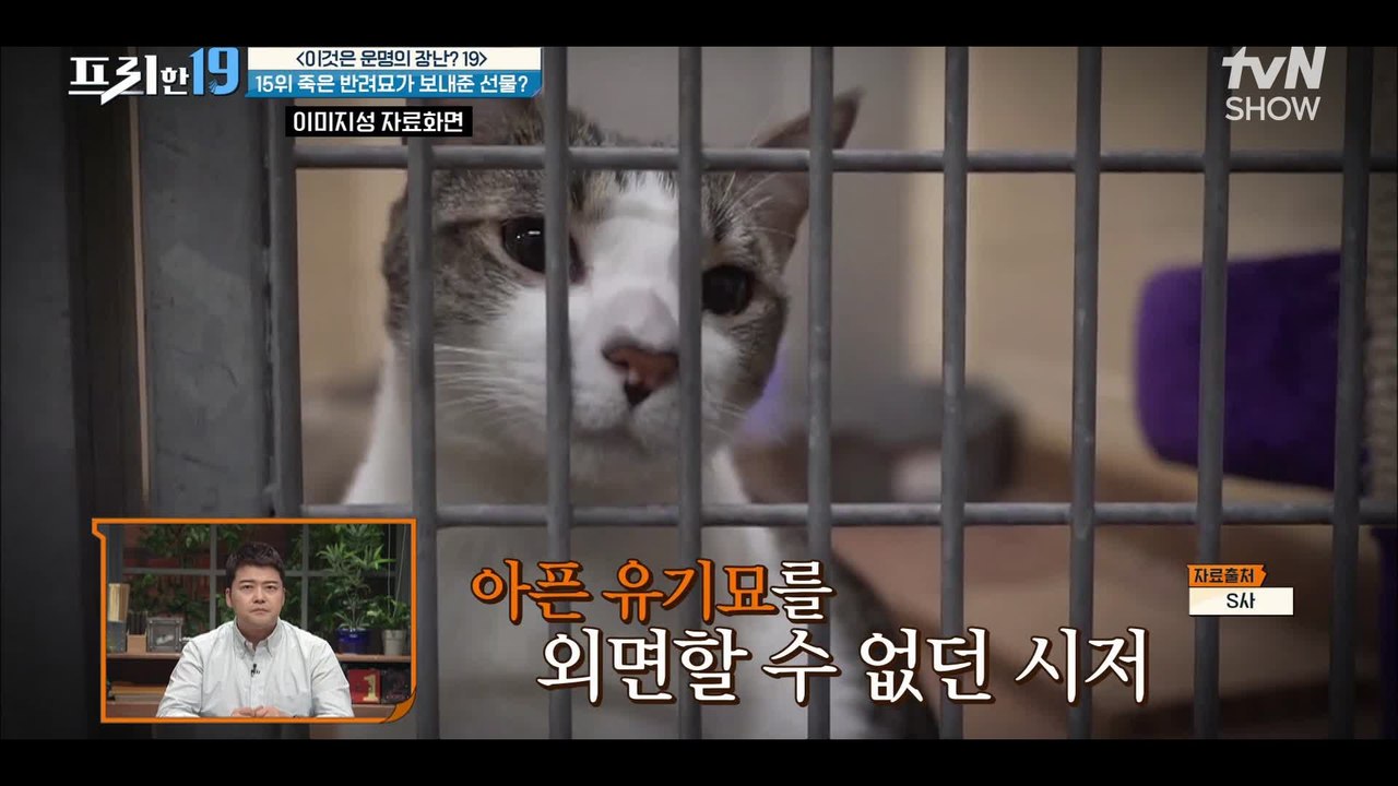 가족 같던 반려묘가 죽은 날 만난 도플갱어 유기묘..ㅠㅁㅠ  [이것은 운명의 장난? 19]