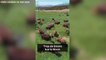 Etats-Unis : des centaines de bisons de Yellowstone bientôt abattus