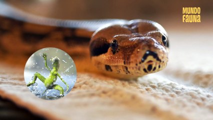 Temidas, peculiares y extraordinarias: curiosidades sobre las pitones