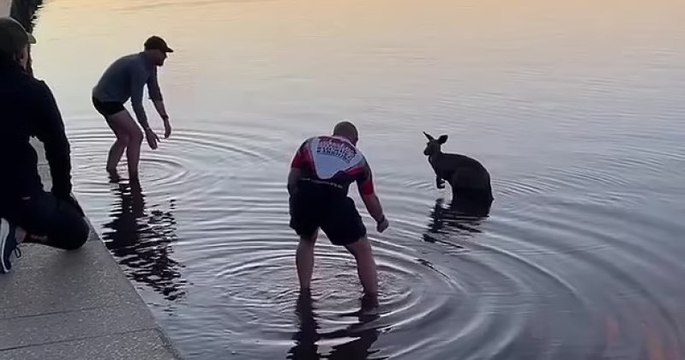 Australie : trois hommes ont sauvé un kangourou pris au piège dans un lac gelé