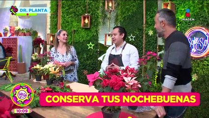 Nochebuenas: Origen, sus 100 tipos, cuidados y más