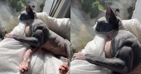 Ce chat, atteint d'une rare maladie génétique, est plus musclé que vous