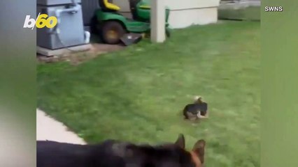 Dog Dash! Watch This Funny Video of a Big Dog Chasing a Small Dog Around a Pool!