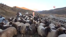 Siirt'te 10 bin lira maaşla çalıştıracak çoban bulamıyorlar... Bu işi bir hafta yapan ikinci hafta kaçıp gidiyor