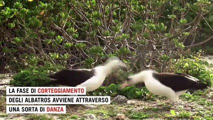 Gli albatros divorziano a causa del cambiamento climatico