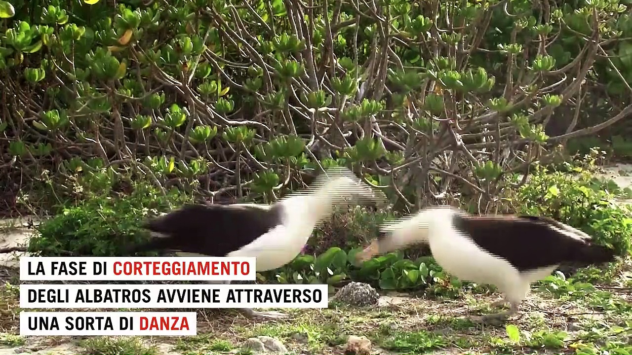 Video Gli albatros divorziano a causa del cambiamento climatico