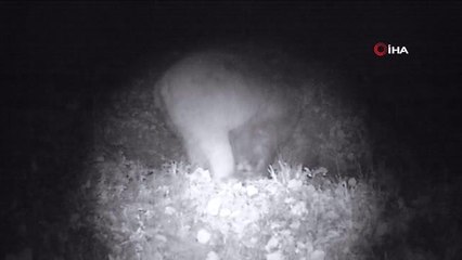 Doğada dolaşan ayı fotokapana yakalandı