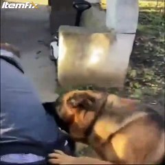 Ce chien défend une fillette coûte que coûte