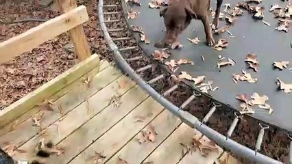 Furry Friends Tussle on Trampoline
