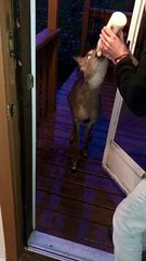 Bottle-Fed Fawn Comes to Visit