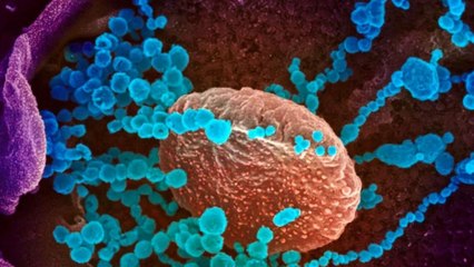 Will Omicron wave bring lethal risks or just mild cold?