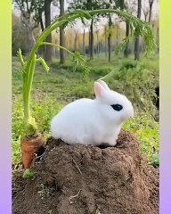 Cute Rabbit Video Compilation(480P)