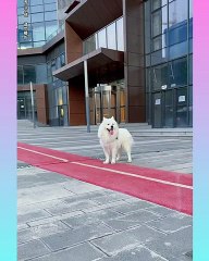 Funny and Cute Dog Video Compilation_30 __short(480P)