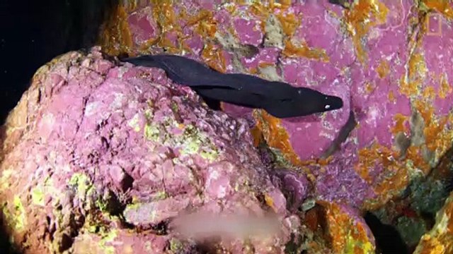 Europas unbekanntes Naturparadies? Selvagens-Inseln haben Schutzstatus