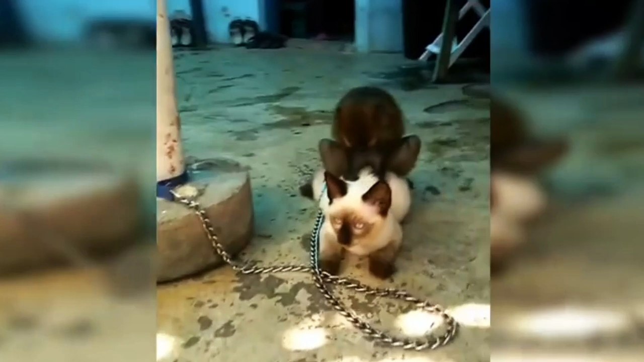 Funniest Animals - Best Of The 2021 Funny Animal Videos # 1