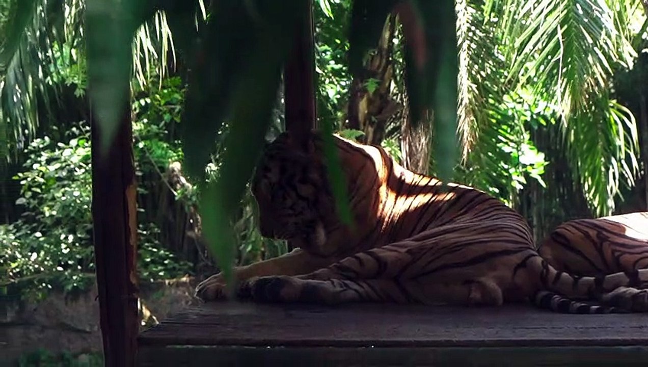 This is how a Tiger takes its bath! So hillarious!!!