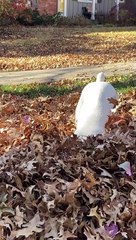 Boxer Bounces Through Leaf Pile