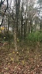 Lone Leaf Floats Around Like a Butterfly