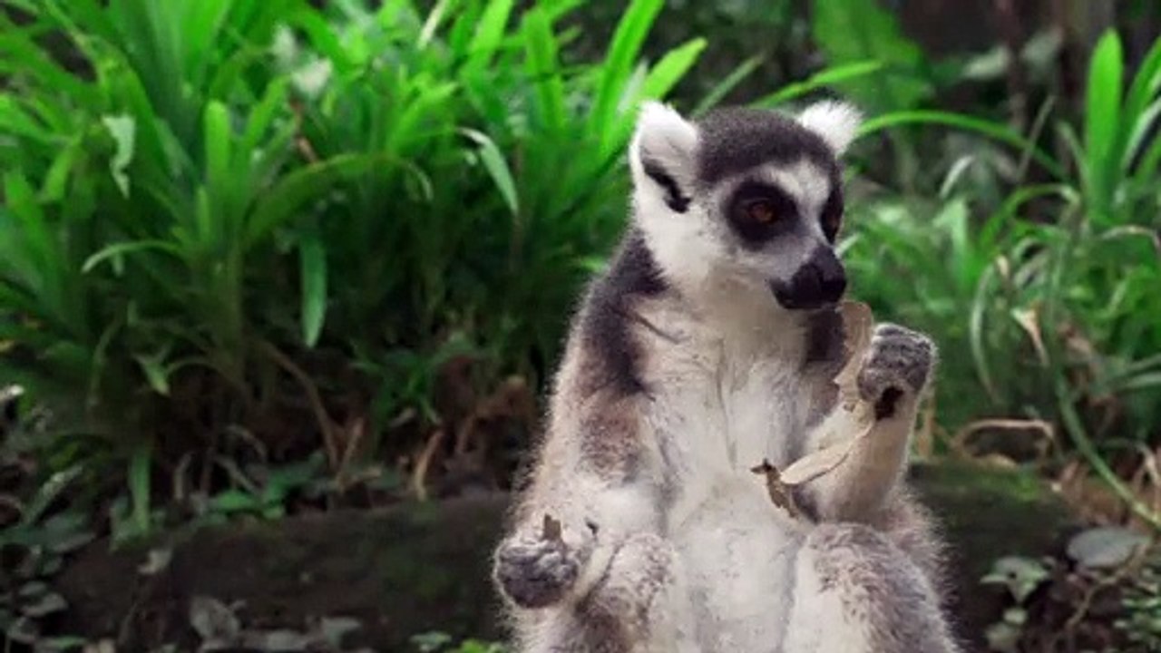 This is how we humans eat sugarcane during Pongal! ft Mr. Lemur