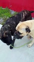 Milo Helps Missy Get to the Beach Faster