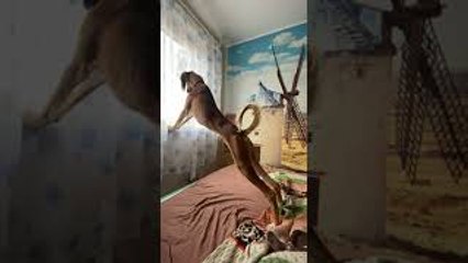 Pup Stretches with Window Sill