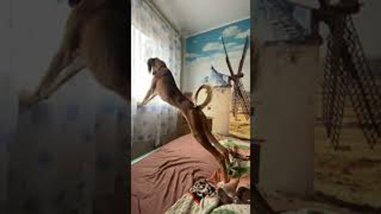 Pup Stretches with Window Sill