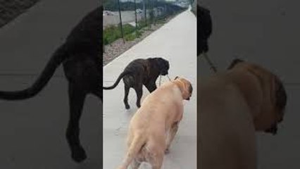 Milo Helps Missy Get to the Beach Faster